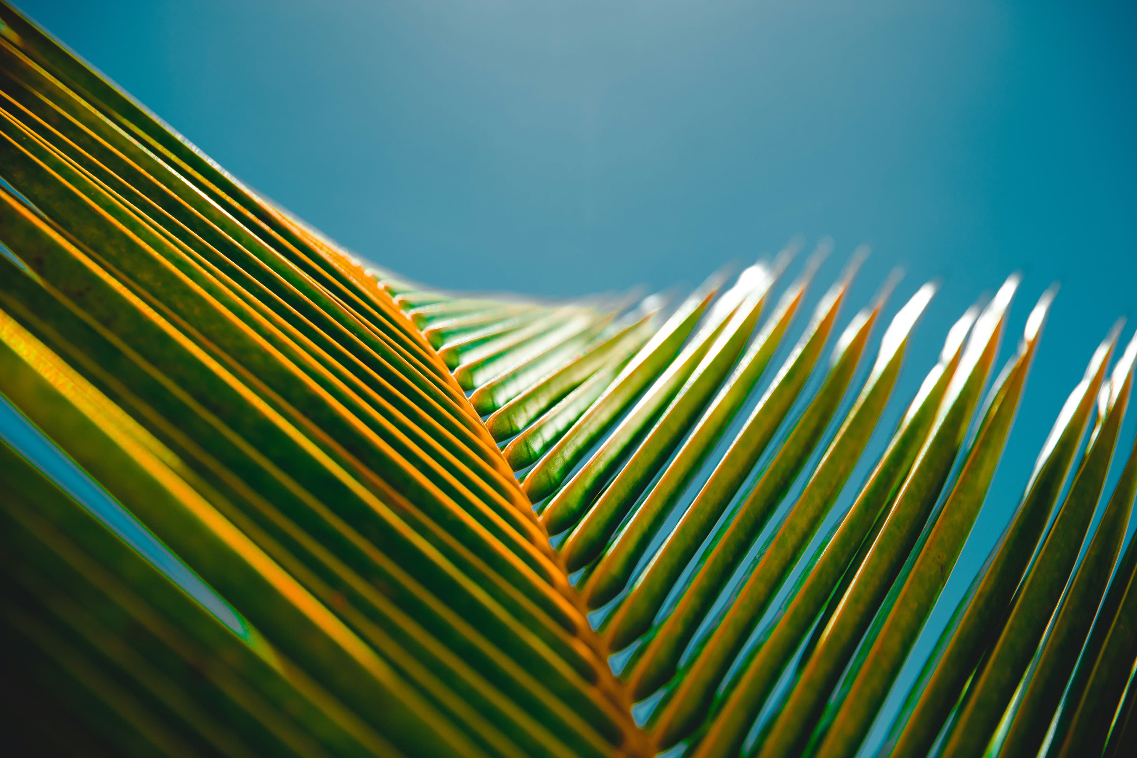 Dominica Landscape